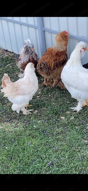 Pasari de curte - imagine 3