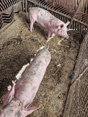 de vanzare  - imagine 2