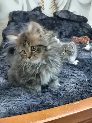 Pisoi superbi, 8 săptămâni, fetițe și băieței, dețin ambii părinți. Pentru mai multe detalii sunați. - imagine 2