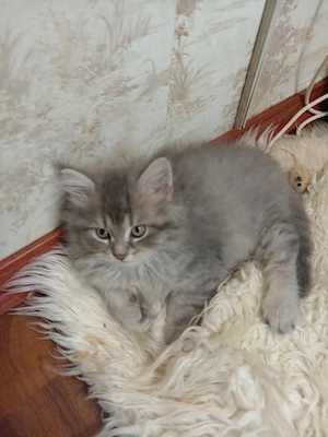 Pisoi superbi, 8 săptămâni, fetițe și băieței, dețin ambii părinți. Pentru mai multe detalii sunați. - imagine 5