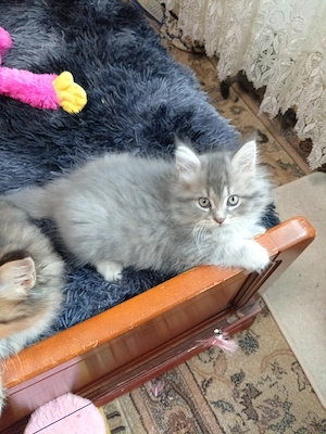 Pisoi superbi, 8 săptămâni, fetițe și băieței, dețin ambii părinți. Pentru mai multe detalii sunați. - imagine 3