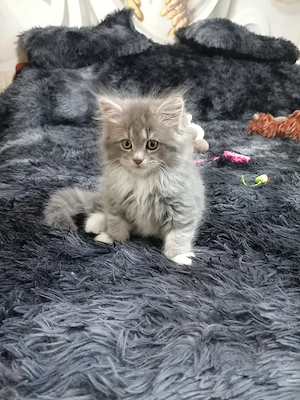 Pisoi superbi, 8 săptămâni, fetițe și băieței, dețin ambii părinți. Pentru mai multe detalii sunați. - imagine 4