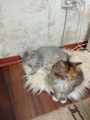 Pisoi superbi, 8 săptămâni, fetițe și băieței, dețin ambii părinți. Pentru mai multe detalii sunați.