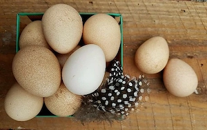 Vand oua de Bibilica