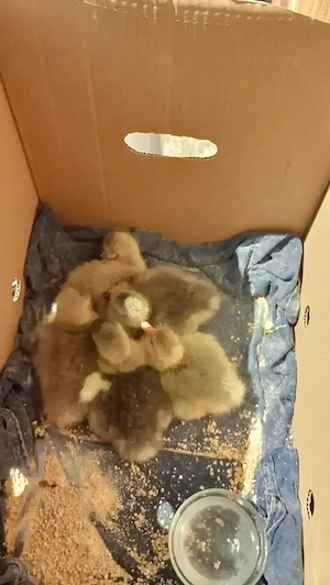 Vand boboci de gașcă cine dorește avem și closca gașcă 