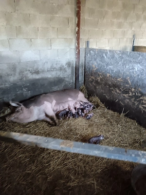 Vand scroafa Pietran cu purcei