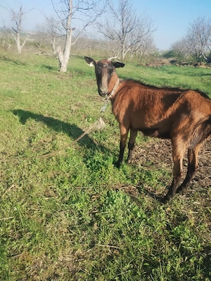 Vand capră Alpinâ Franceză  - imagine 3