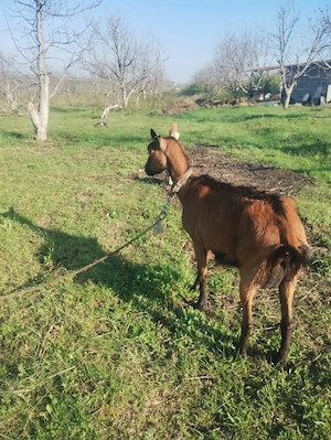 Vand capră Alpinâ Franceză  - imagine 2