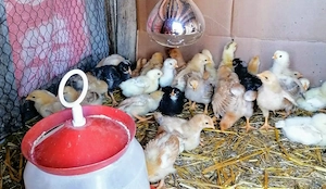 Pui de gaina romanesti de tara - 12-14 zile - imagine 3