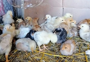 Pui de gaina romanesti de tara - 11-12 zile