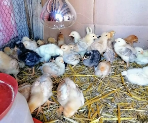 Pui de gaina romanesti de tara - 12-14 zile - imagine 5