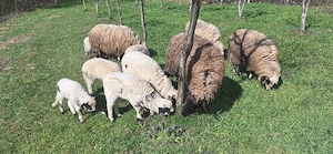 vand mieluti de taiat sau de tinut - imagine 2