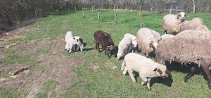 vand mieluti de taiat sau de tinut