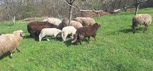 vand mieluti de taiat sau de tinut - imagine 3