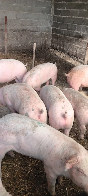 purcei 40kg  - imagine 2