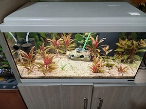 acvariu 60 litrii  - imagine 4