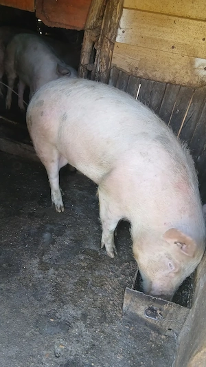 Landrace 120-150kg - imagine 4