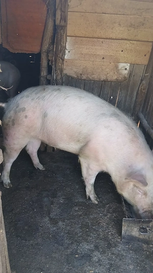 Landrace 120-150kg - imagine 2