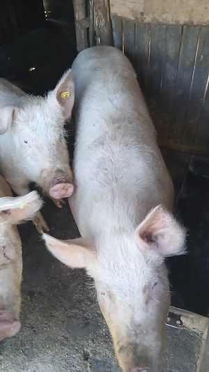 Landrace 120-150kg - imagine 3