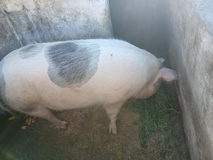 vând fosta scroafă