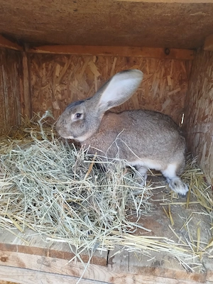 vand pui urias german - imagine 5