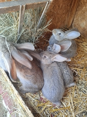 vand pui urias german - imagine 4