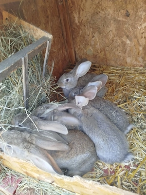 vand pui urias german - imagine 2