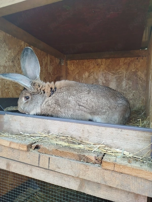 vand pui urias german - imagine 3