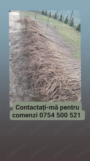 puteți de salcâm la 30 bani