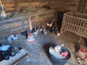 pui  găină  - imagine 3