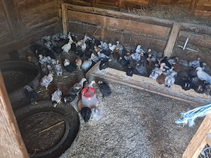 pui  găină  - imagine 2