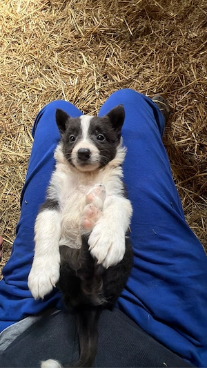 Catelusi Border Collie - imagine 3