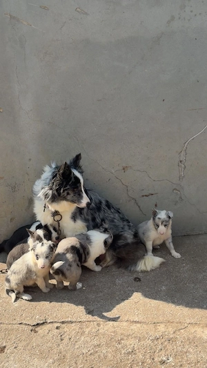 Catelusi Border Collie - imagine 5