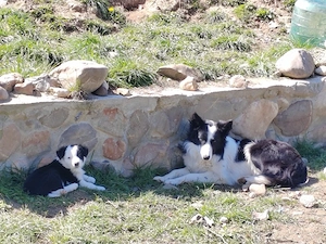 Catelusi Border Collie - imagine 2