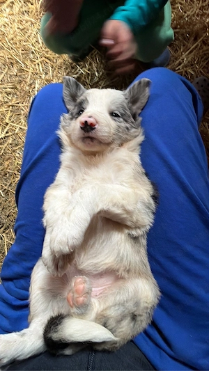 Catelusi Border Collie - imagine 4