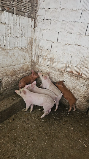 Purcei Landracexduroc de vanzare