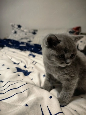 Pisicute british  - imagine 2