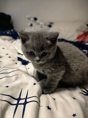 Pisicute british  - imagine 4