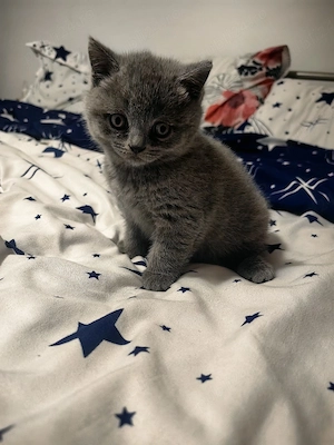 Pisicute british  - imagine 5