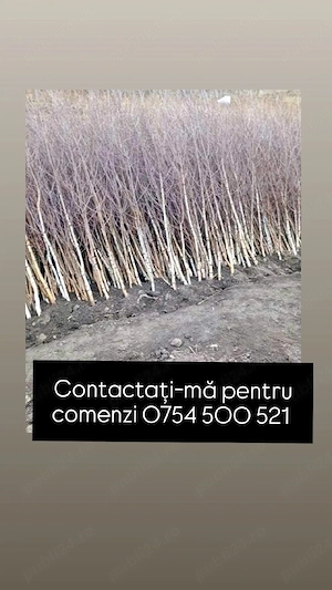 puieti de mesteacăn alb 