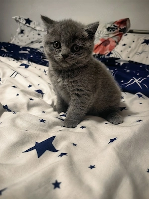 Pisicute british  - imagine 3