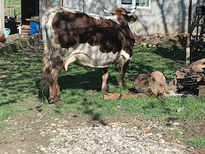 vaca gestanta in luna a 5 12 litri de lapte la zi