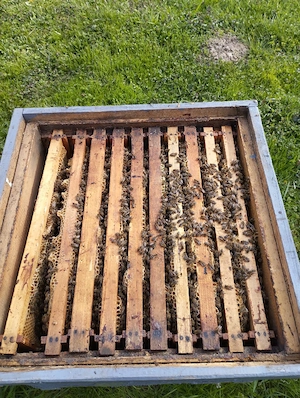 Vând familii de albine cu tot cu stupi