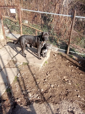 Vând pui de Canecorso Blue - imagine 2