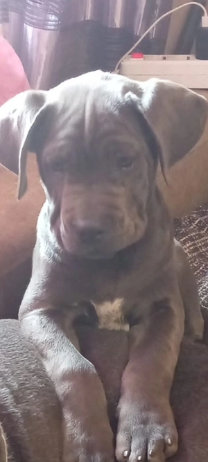 Vând pui de Canecorso Blue - imagine 4