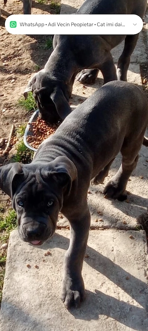 Vând pui de Canecorso Blue - imagine 3