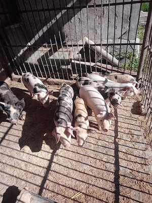 Purceii frumoșii  - imagine 3