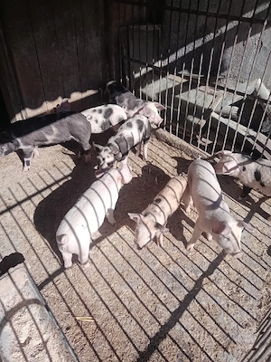 Purceii frumoșii  - imagine 2