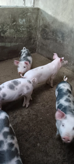 purcei 40kg și 25kg 