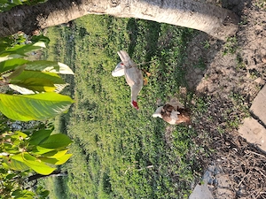 Rate mute de vanzare  2025              